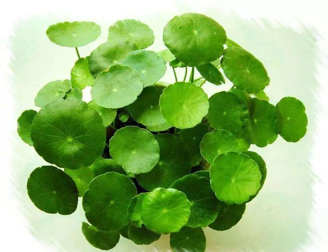 考拉全球工廠店 植物精華，精選全球大牌源廠好貨